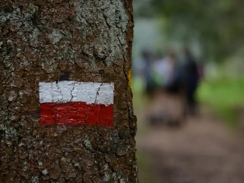 Un segnavia bianco e rosso dipinto su un tronco, lungo un sentiero di montagna